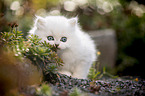 British Longhair kitten