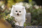 British Longhair kitten