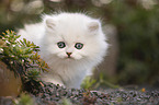 British Longhair kitten