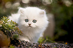 British Longhair kitten