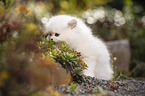British Longhair kitten