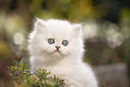 British Longhair kitten