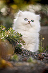 British Longhair kitten