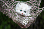 British Longhair Kitten