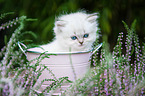 British Longhair Kitten