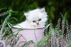 British Longhair Kitten