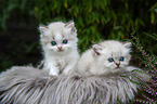 British Longhair Kitten