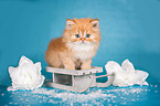 British Longhair Kitten