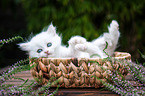 British Longhair Kitten