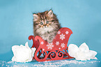 British Longhair Kitten