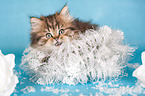 British Longhair Kitten