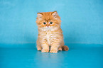 British Longhair Kitten
