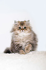 British Longhair Kitten