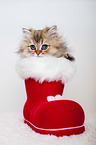 British Longhair Kitten