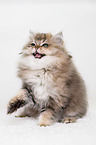 British Longhair Kitten