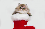 British Longhair Kitten