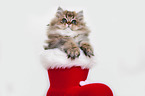 British Longhair Kitten