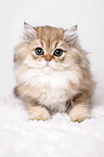 British Longhair Kitten