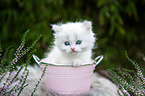 British Longhair Kitten