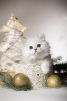 British Longhair Kitten with christmas decoration