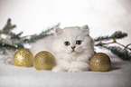 lying British Longhair Kitten