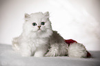 British Longhair Kitten with christmas decoration