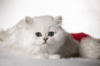 lying British Longhair Kitten