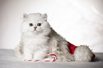 British Longhair Kitten with christmas decoration