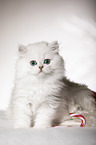British Longhair Kitten with christmas decoration