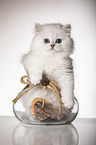 British Longhair Kitten