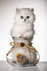 British Longhair Kitten