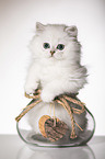 British Longhair Kitten