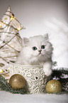 British Longhair Kitten with christmas decoration