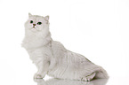 sitting British Longhair