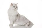 sitting British Longhair