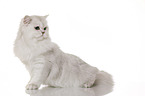 sitting British Longhair