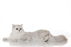 lying British Longhair
