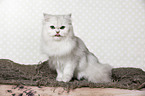 sitting British Longhair