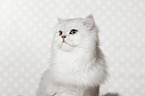 British Longhair portrait