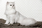 sitting British Longhair