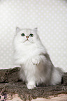 sitting British Longhair