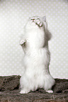 British Longhair