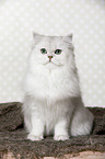 sitting British Longhair