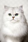 British Longhair portrait