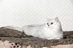 lying British Longhair