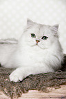 lying British Longhair