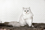 sitting British Longhair