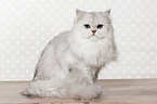 sitting British Longhair