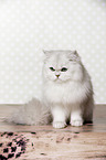 sitting British Longhair