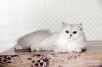 lying British Longhair